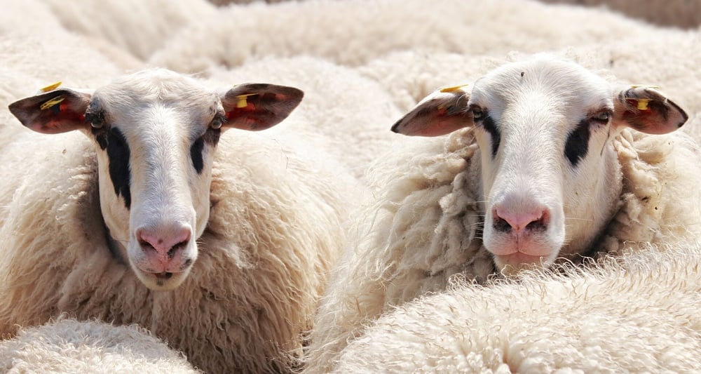 Peta готова отдать миллион долларов изобретателю веганской овечьей шерсти